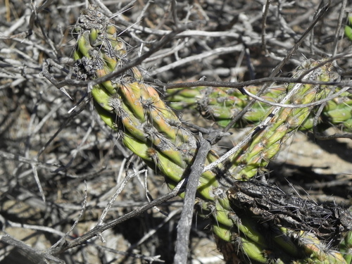 Image of Cylindropuntia californica by (c) James C. Davis, some rights reserved (CC BY-SA)