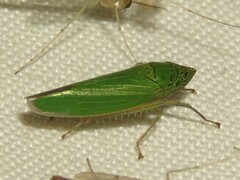Draeculacephala inscripta