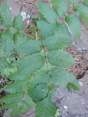 Sorbus