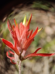 Castilleja linariifolia