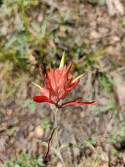 Castilleja linariifolia