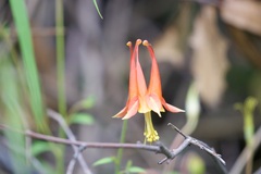 Aquilegia desertorum