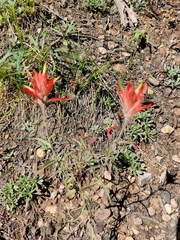 Castilleja linariifolia