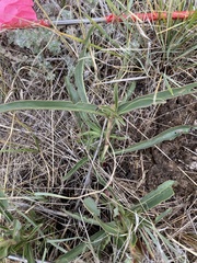 Penstemon albidus