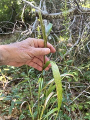 Elymus virginicus virginicus