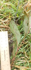 Eucalyptus capitellata