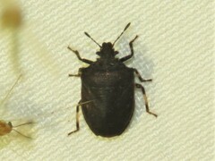 Amaurochrous cinctipes