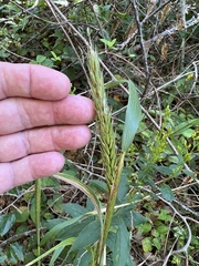 Elymus virginicus virginicus