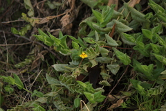 Goodenia amplexans