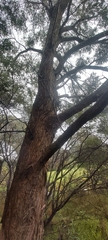 Eucalyptus capitellata