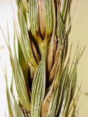 Elymus virginicus virginicus