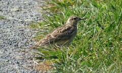 Alauda arvensis arvensis