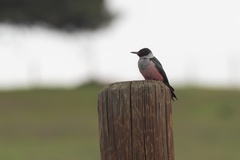 Melanerpes lewis