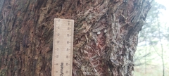 Eucalyptus capitellata