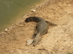 Caiman yacare