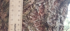 Eucalyptus capitellata