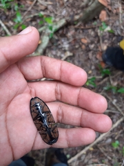 Chalcolepidius rugatus