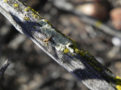 Flavoparmelia subcapitata