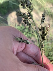 Sorghum