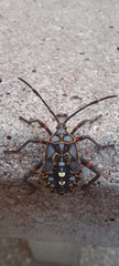 Pachylis argentinus