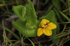 Goodenia amplexans