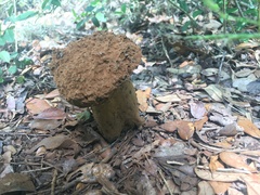 Pisolithus arenarius