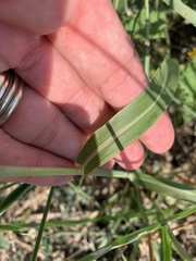 Sorghum