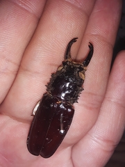 Nothopleurus lobigenis