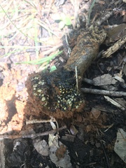 Pisolithus arenarius