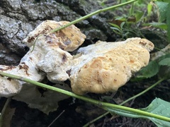 Pseudoinonotus dryadeus