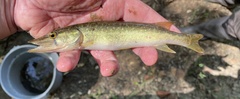 Esox americanus