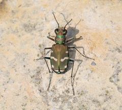 Cicindela limbalis
