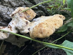 Pseudoinonotus dryadeus