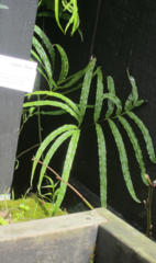 Pteris cretica