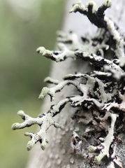 Hypogymnia tubulosa
