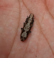 Ptychoderes rugicollis
