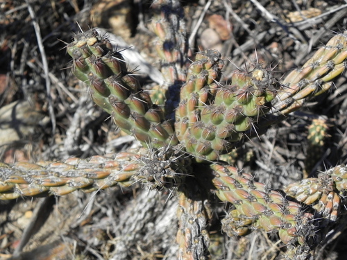 Image of Cylindropuntia californica by (c) James C. Davis, some rights reserved (CC BY-SA)