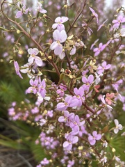 Stylidium laricifolium