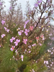 Stylidium laricifolium