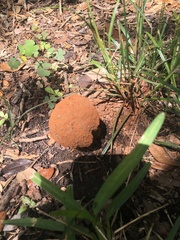 Pisolithus arenarius