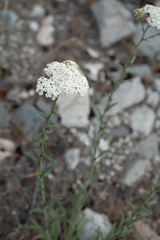 Achillea asiatica