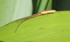 Tetragnatha
