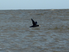 Macronectes giganteus