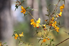 Podolobium ilicifolium