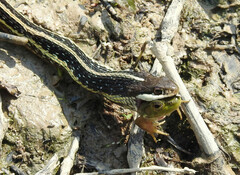 Thamnophis saurita saurita
