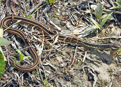 Thamnophis saurita saurita