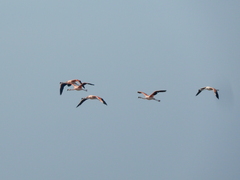 Phoenicopterus chilensis