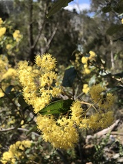 Pomaderris elliptica