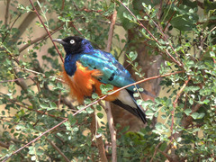 Lamprotornis superbus