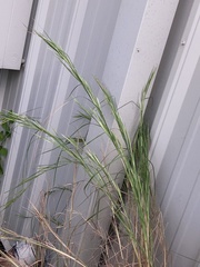 Festuca myuros